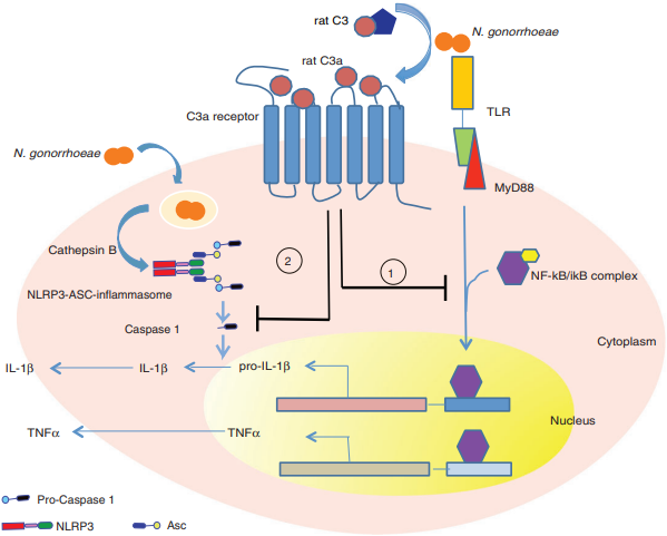 C3a-C3a receptor axis in the TLR and inflammasome signaling cascades. (Ray, et al., 2018)