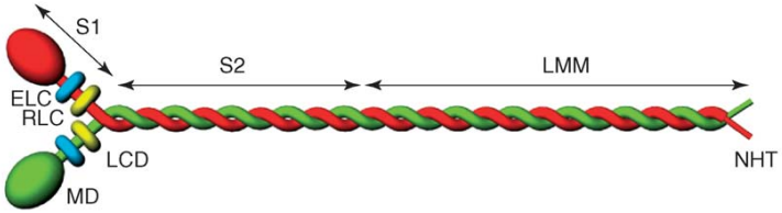 The structure of myosin molecule. (Craig and John, 2006)