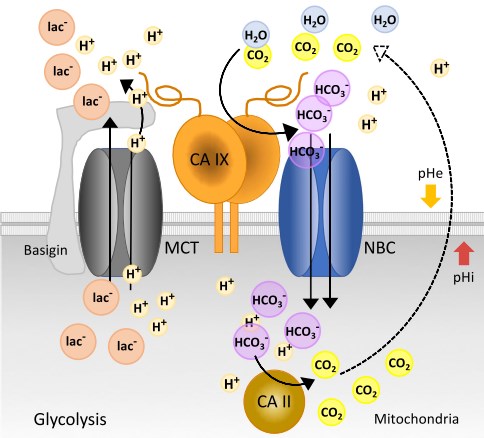The CA IX role in pH regulation in hypoxic cancer cells. (Pastorekova and Robert, 2019)