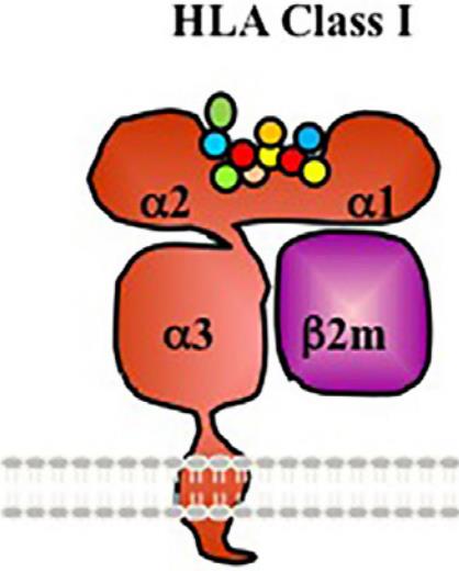 The structure of HLA class I. (Hickey, et al., 2016)