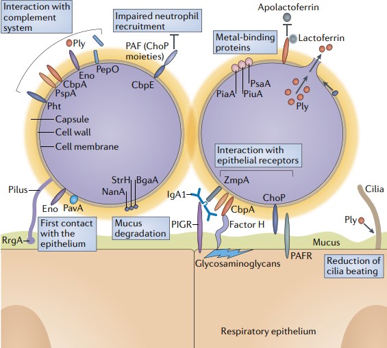 Molecular mechanisms of S. pneumoniae colonization of host surfaces. (Weiser, et al., 2018)