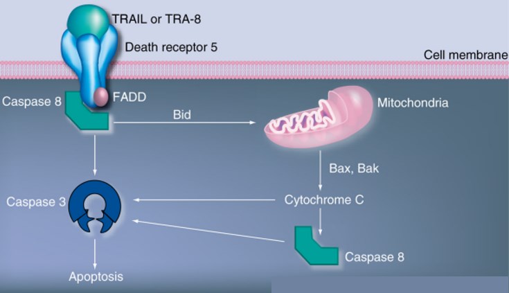 Fig.1 Death receptor 5 activation pathway. (Huang and Donald, 2009)