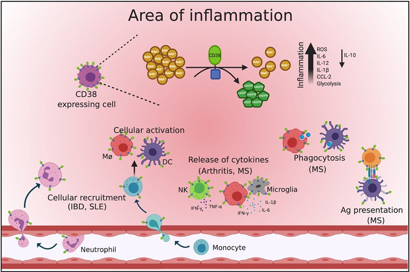 CD38 in inflammation. (Quintero, et al., 2020)