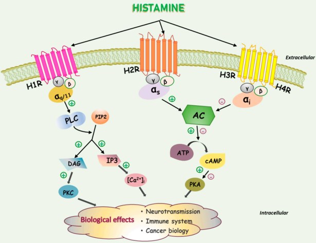 Fig.1 Signaling pathways that may be involved in HSG regulating histamine. (Nguyen and Jungsook, 2021)