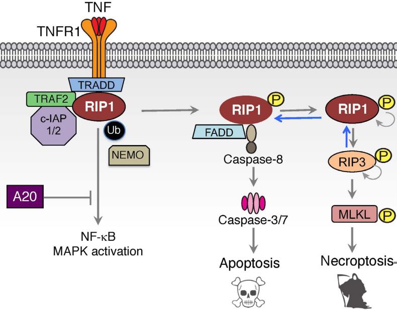 Fig.1 TNF induced cell death signaling. (Webster and Domagoj, 2020)
