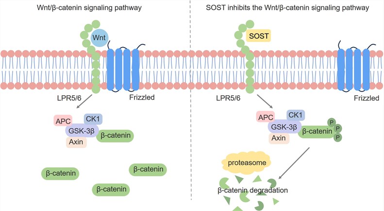 SOST inhibits the Wnt signaling pathway. (Creative Biolabs Original)