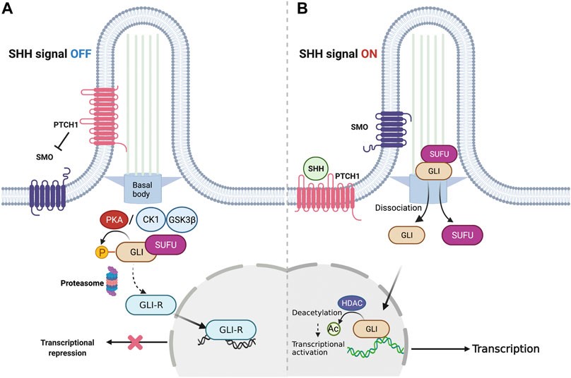 The classical pathway to activate SHH cascades. (Wang, Wanchen, et al., 2022)