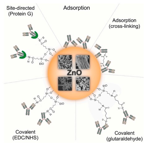 Commonly used biomolecules immobilization methods on various ZnO nanostructures. (Brasiunas, Benediktas, et al., 2023)