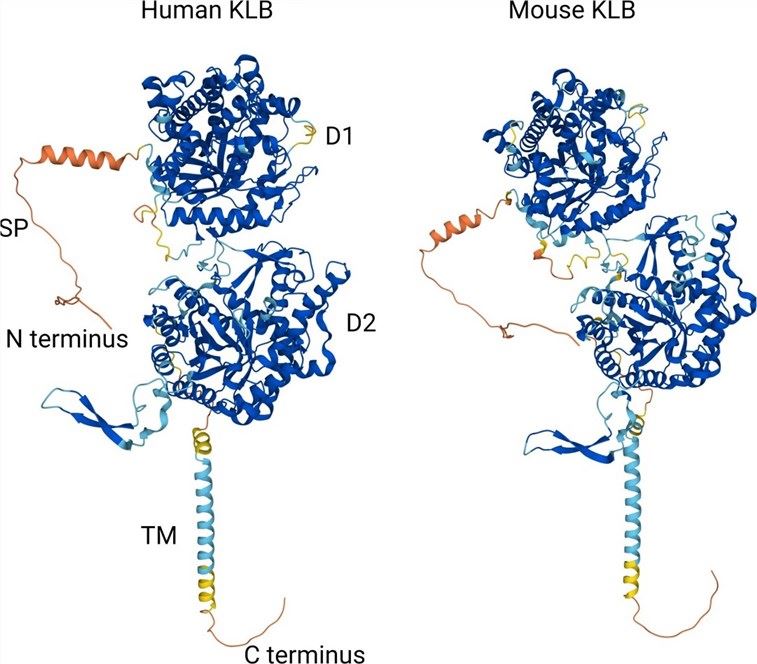 Fig. 1 Structures of KLB proteins. (Aaldijk, et al., 2023)