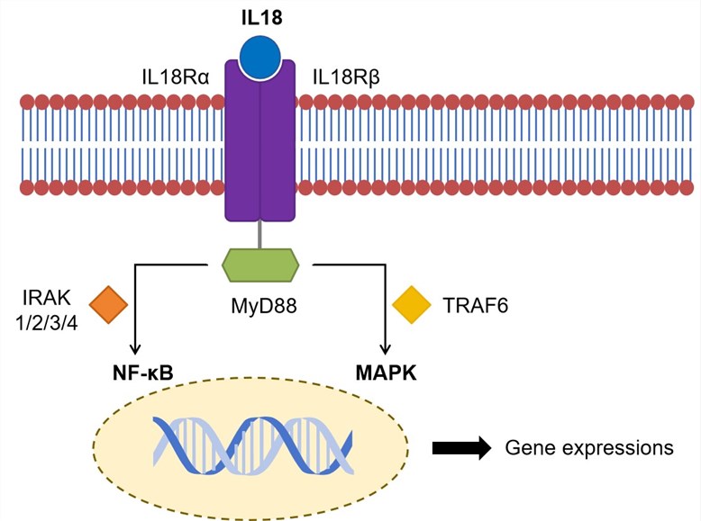 Fig.1 Signal transduction of IL18 (Creative Biolabs Original)