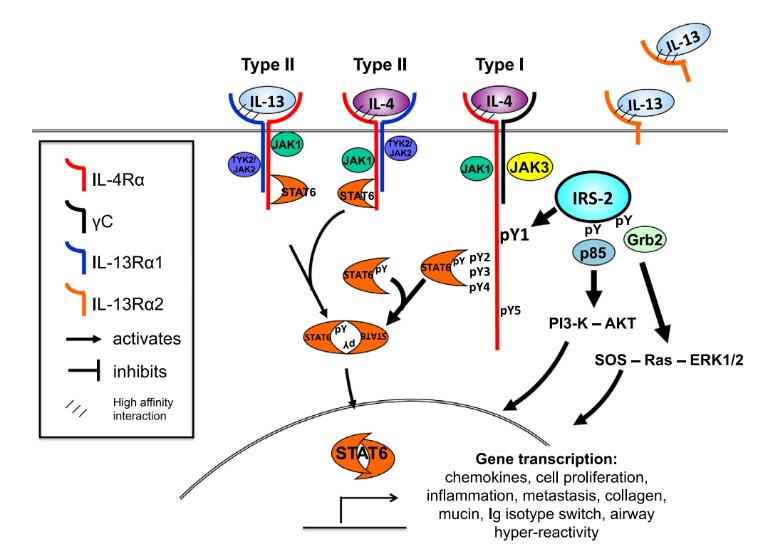 Fig. 1 IL4 receptor-mediated signaling. (McCormick, et al., 2015)