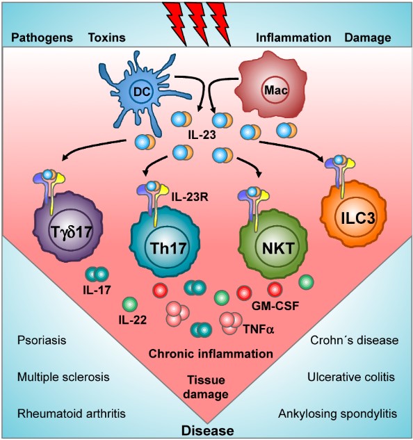 Fig. 1 Role of IL23 in chronic inflammatory diseases. (Pastor-Fernández, et al., 2020)