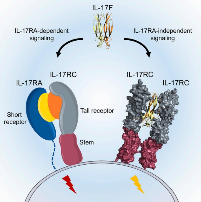 Fig. 1 Signal transduction of IL17F. (Goepfert, et al., 2020)
