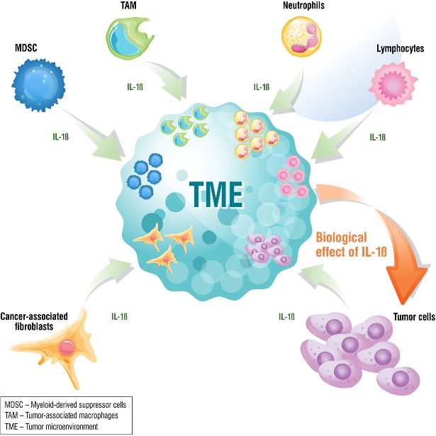 Fig.1 Role of IL-1β in the tumor microenvironment. (Zhang, 2022)