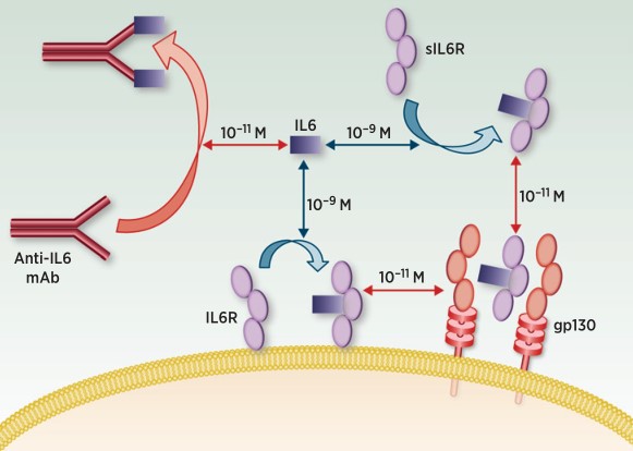 Fig.1 Basis for pharmacologic effects of IL6 antagonists. (Rossi, 2015)