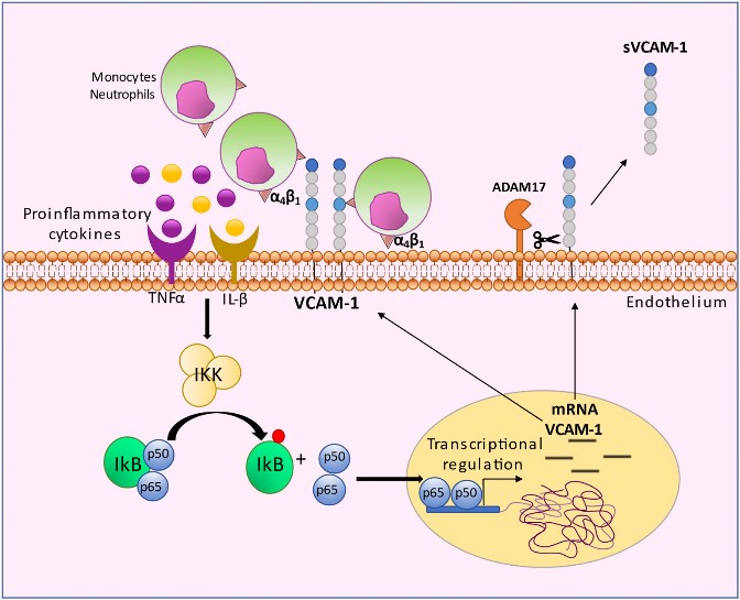 Fig.1 VCAM-1 in an inflammatory context. (Troncoso, 2021)