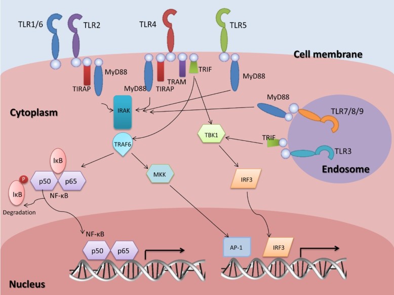 Fig.1 Signaling pathway of toll-like receptors (TLRs). (Isaza-Correa, 2014)
