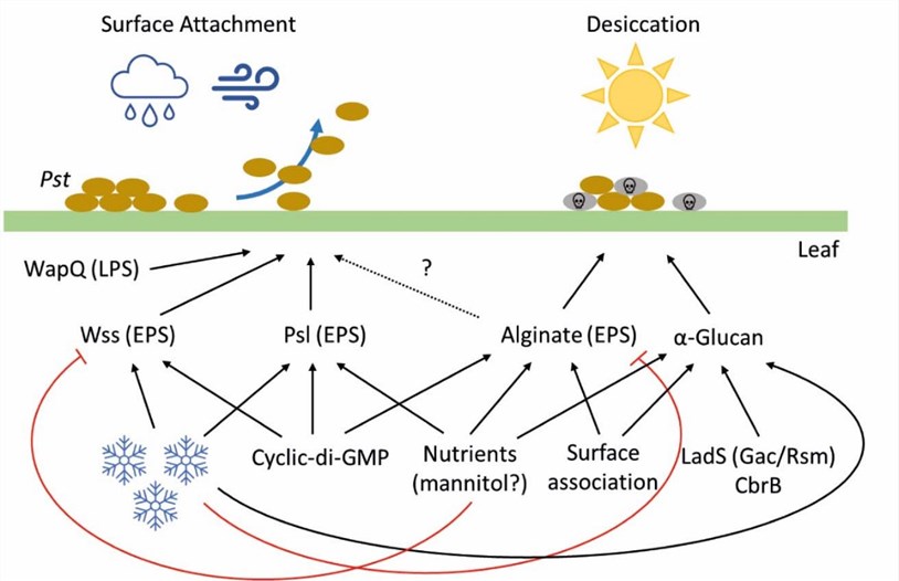 Fig.1 A model explaining the regulation of polysaccharide production and their role in plant infection. (Krishna, 2022)