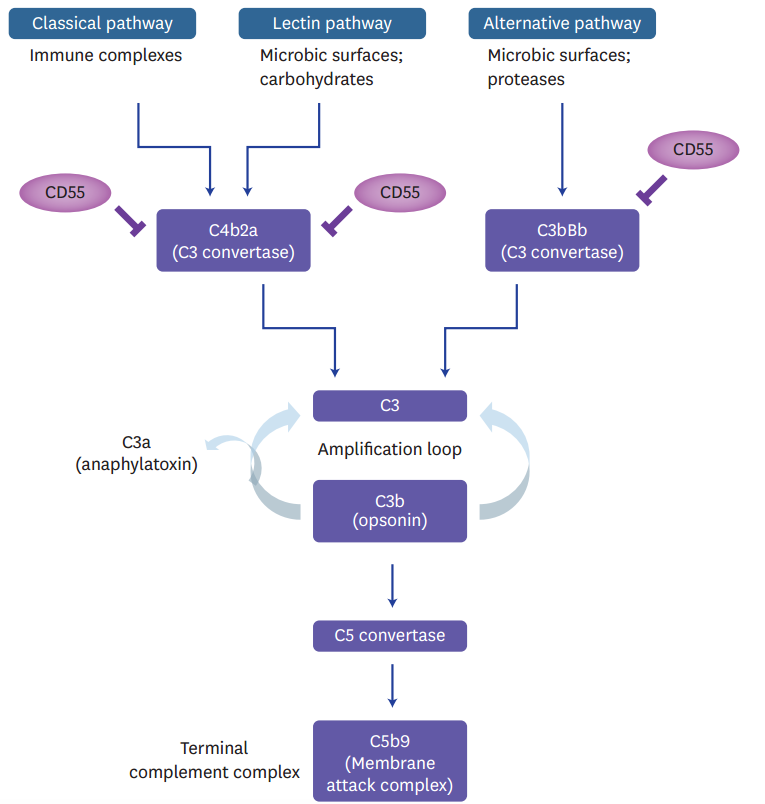 CD55 in complement system. (Dho, et al., 2018)