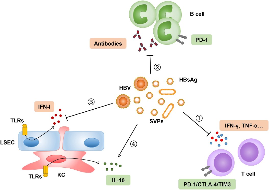 Fig.1 High load of HBsAg suppresses innate and adaptive immune responses through different mechanisms. (Ma, 2019)