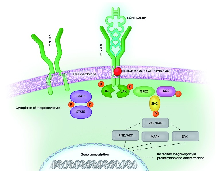 Fig.1 Cellular mechanism of action of TPO and thrombopoietin receptor agonists (TPO-RA). (Ghanima, 2019)