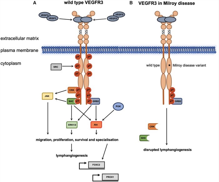 Fig.1 VEGFR3 signalling during lymphangiogenesis and Milroy disease. (Monaghan, 2021)