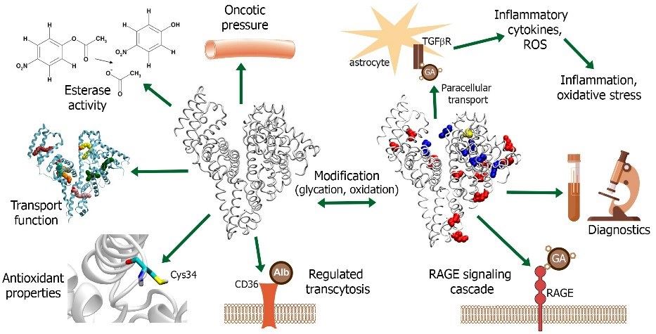 Fig.1 Serum albumin in health and disease. (Belinskaia, 2021)