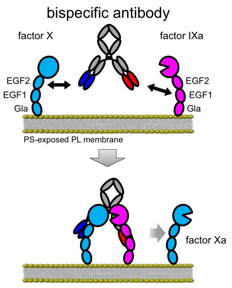 Fig.1 Schematic illustration for the idea of anti-FIXa/FX bispecific antibody with a FVIIIa-cofactor activity. (Kitazawa, 2020)