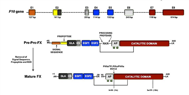 Structural organization of the F10 gene and FX protein. (Camire, et al, 2021)