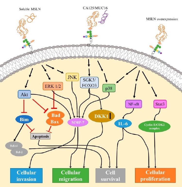 Signaling pathways associated with mesothelin. (Faust, et al, 2022)