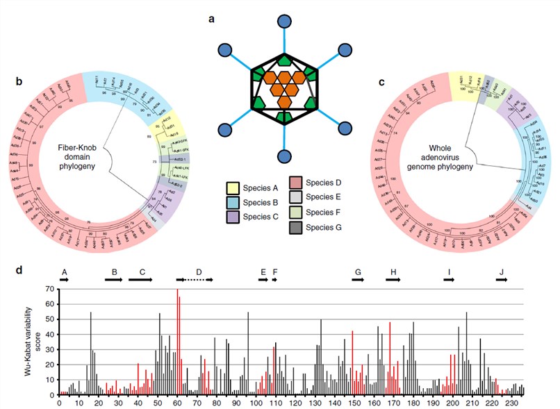 Phylogenetic analysis of adenoviruses mapped by whole genome and fiber-knob domain. (Baker, et al, 2019)
