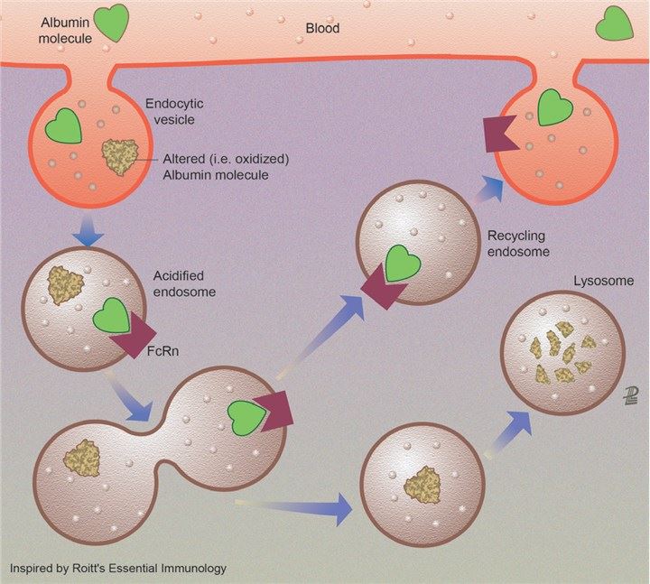 Albumin recycling. (Bernardi, et al., 2020)