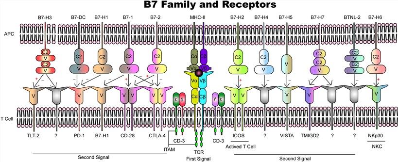 B7 family and their receptors. (Zhao, et al., 2020)