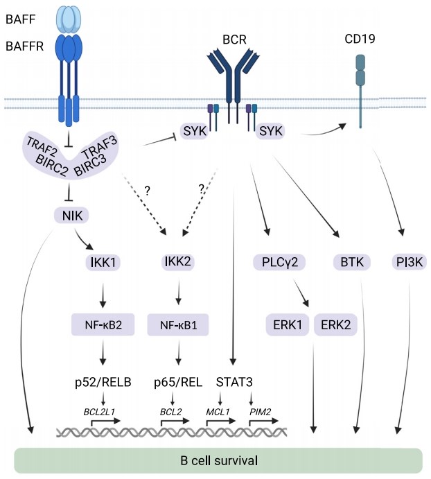 BAFF and BAFFR signaling. (Scheweighoffer, et al., 2021)