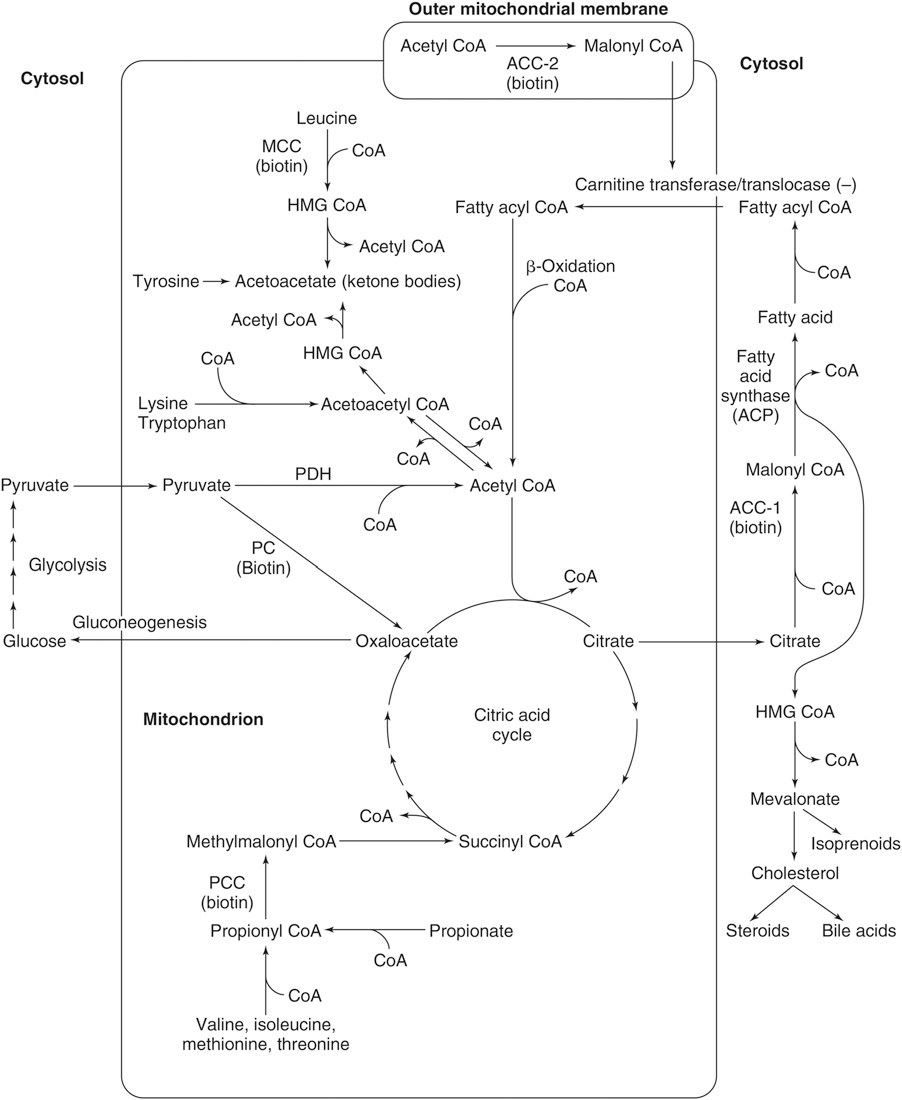 Roles of biotin-dependent carboxylases. (Mock, 2017)