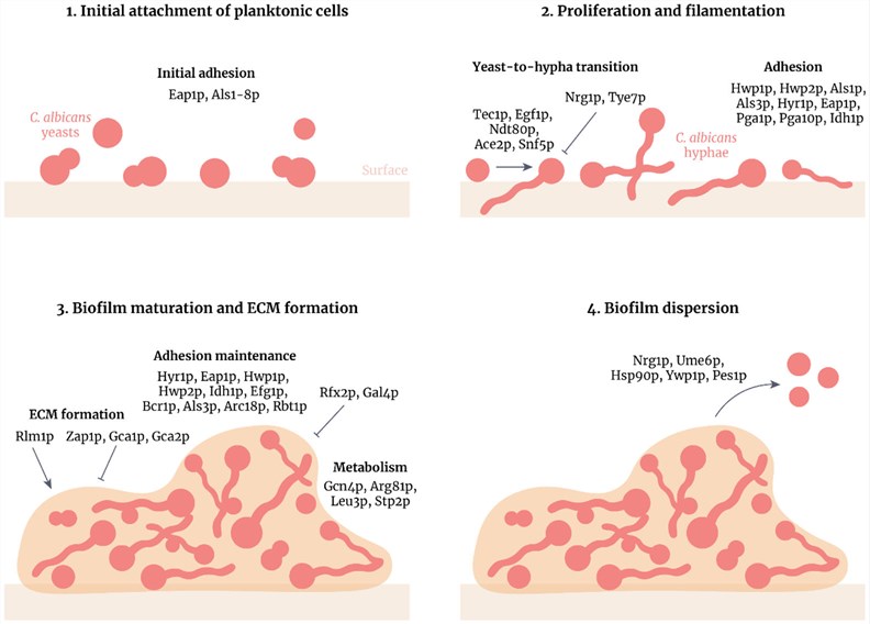 Candida albicans biofilm formation. (Ponde, et al., 2021)