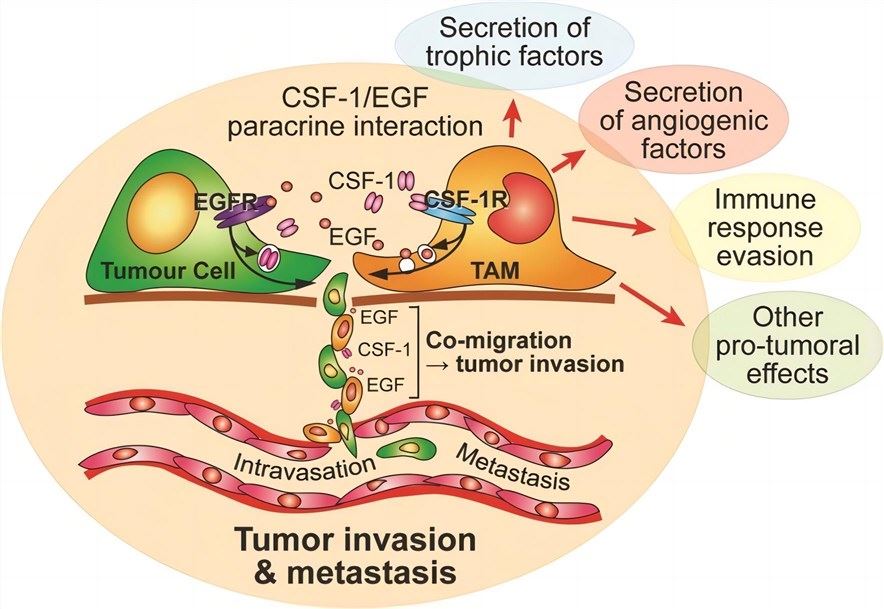 Tumor-Associated Macrophages (TAM) orchestrating tumor invasion and metastasis through CSF-1 regulation. (Dwyer, et al., 2017)