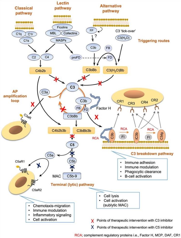 Complement system. (Kim, et al., 2021)