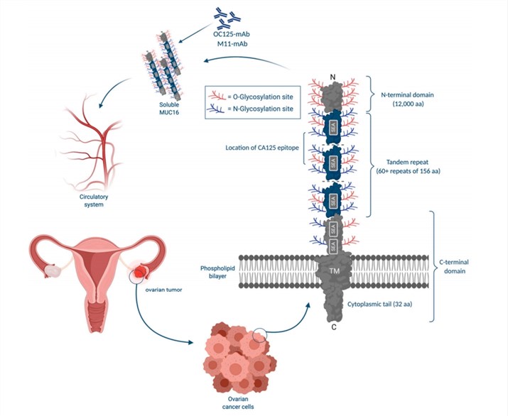 CA125 and ovarian cancer. (Charkhchi, et al., 2020)