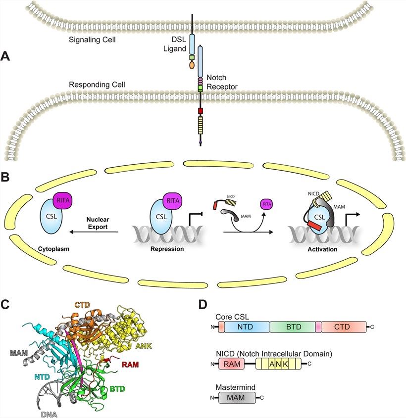 Csl's involvement in Notch signaling: unveiling its role and structural features. (Tabaja, et al., 2017) 