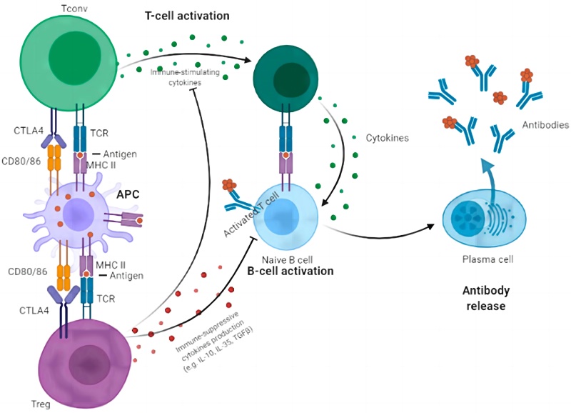 CTLA-4 in Treg cells: orchestrating modulation of T cell activation. (Sobhani, et al., 2021) 