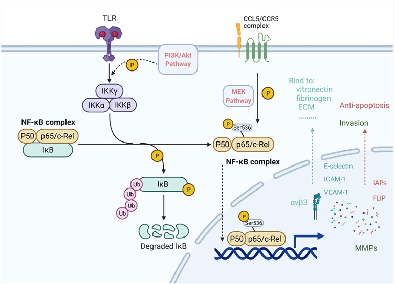 CCL5 and CCR5 pathway. (Zeng, et al., 2022)
