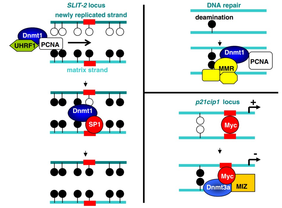 Diverse DNMT-containing complexes and their roles in sustaining DNA methylation illustrated. (Hervouet, et al., 2018)