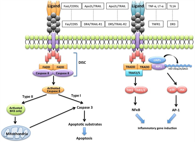 Fas/FasL-mediated apoptotic signaling pathway. (Yamada, et al., 2017) 