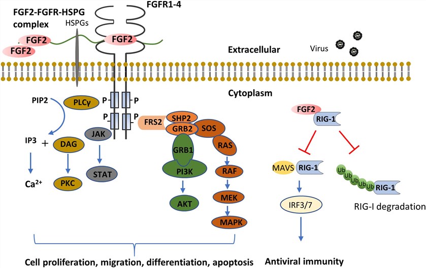FGF2 modulates cellular processes via FGFR-dependent and independent pathways. (Tan, et al., 2020)