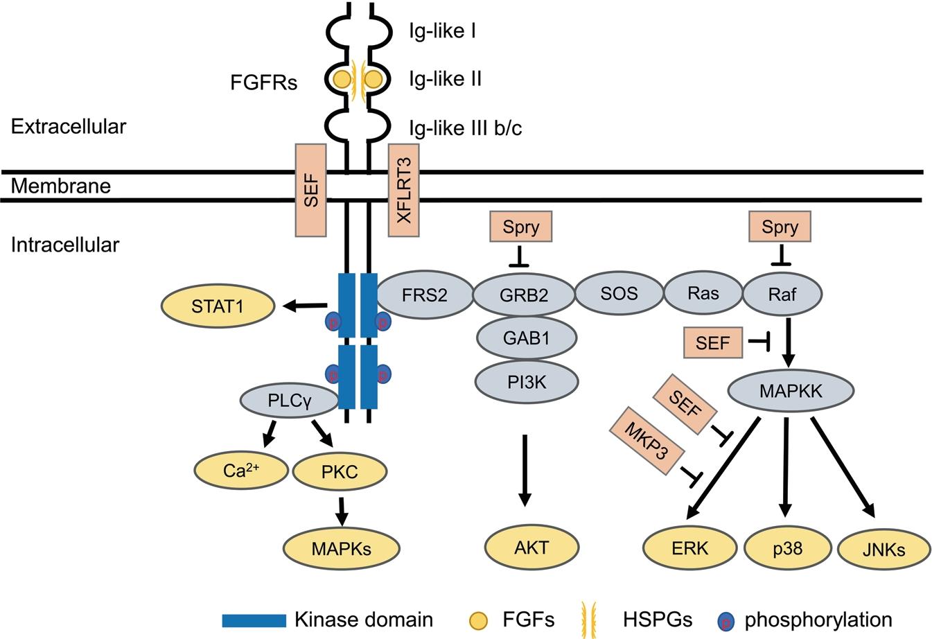 The schema diagram of classical FGF/FGFR pathways. (Xie, et al., 2020)