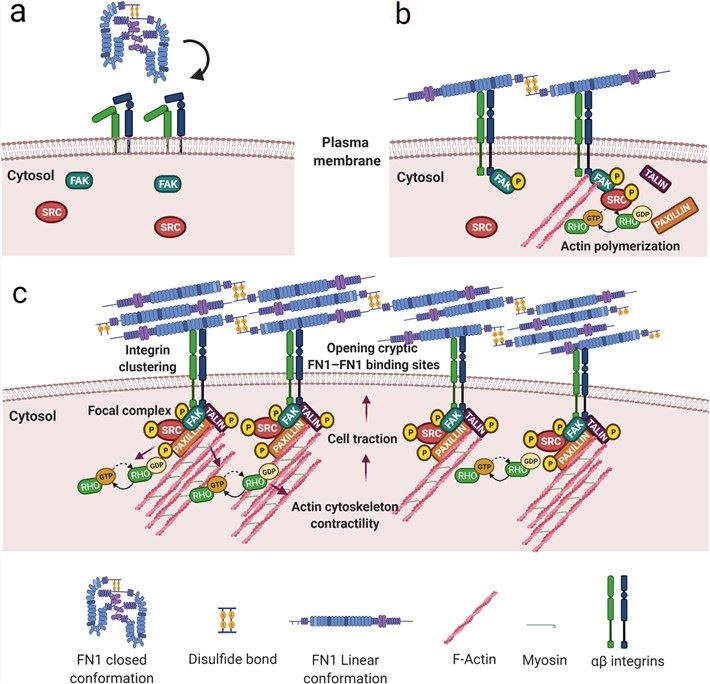 Schematic diagram of FN1 fibrillogenesis process. (Spada, et al., 2021)