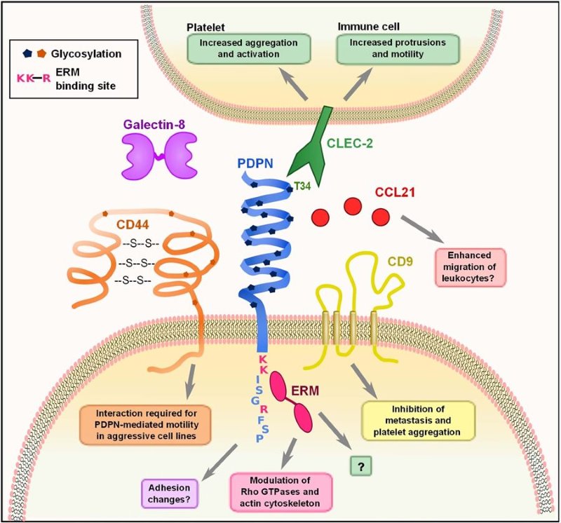 Interplay of PDPN/gp40 with intracellular and transmembrane proteins regulates cell migration and adhesion. (Astarita, et al., 2012)