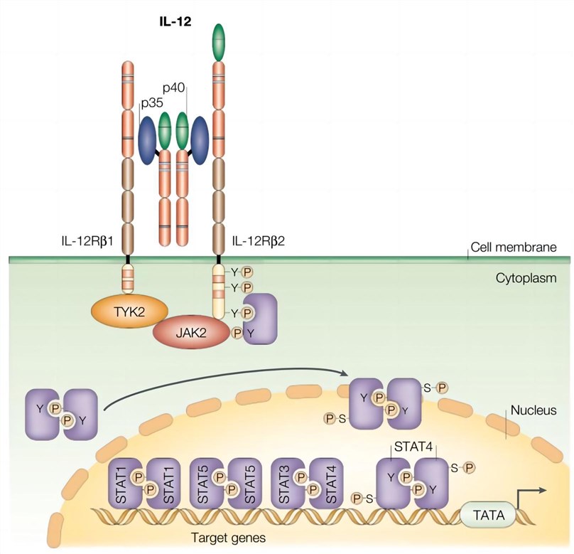 IL-12 binding receptor and related signal transduction. (Trinchieri, et al., 2003) 