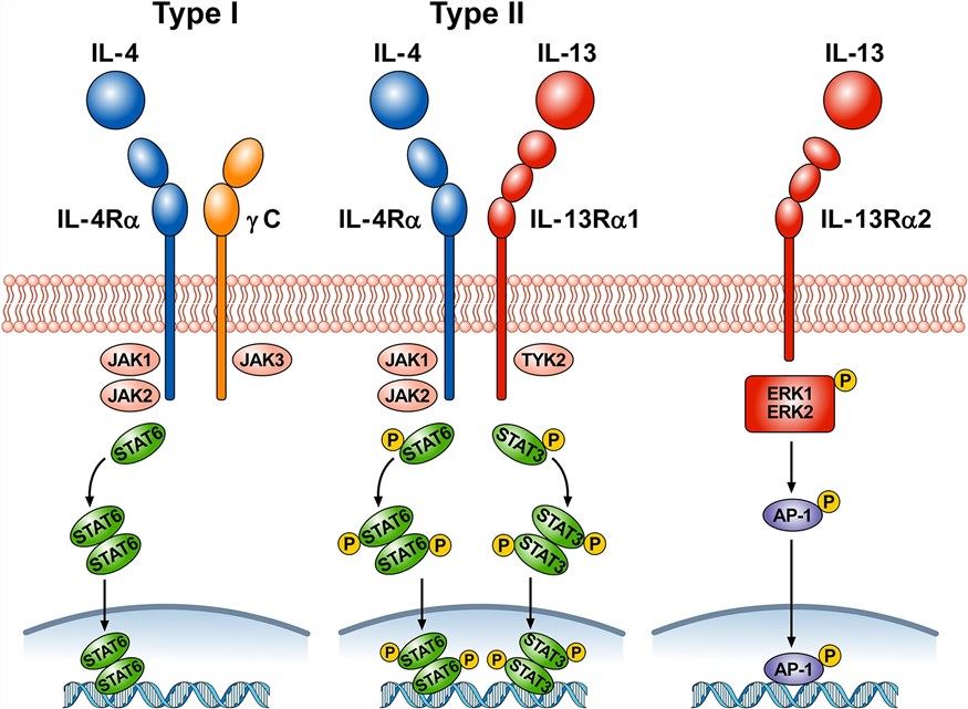Schematic representation of the complex receptor system mediating IL-4 and IL-13 signaling. (Marone, et al., 2019) 